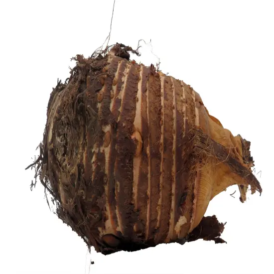 Jack's Giant Elephant Ear - 1 Bulb - Colocasia esculenta {3}