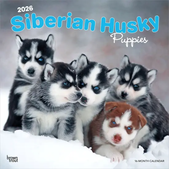 Siberian Husky Puppies | 2026 12 x 24 Inch (Hanging) Monthly Square Wall Calendar | Plastic-Free {1}