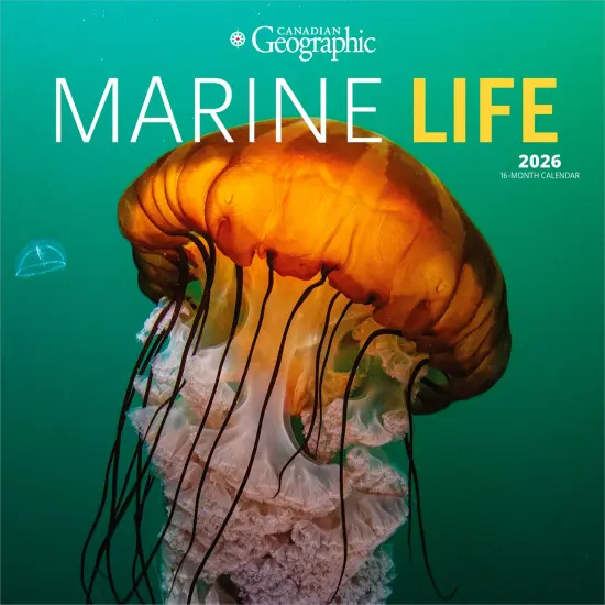 Canadian Geographic Marine Life OFFICIAL | 2026 12 x 24 Inch (Hanging) Monthly Square Wall Calendar {1}