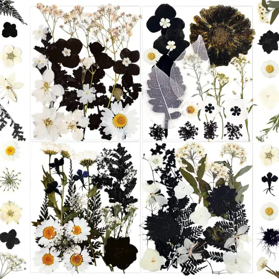 84Pcs Black Dried Pressed Flowers {1}