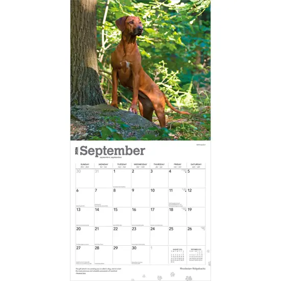 Rhodesian Ridgebacks | 2026 12 x 24 Inch (Hanging) Monthly Square Wall Calendar | Plastic-Free {4}