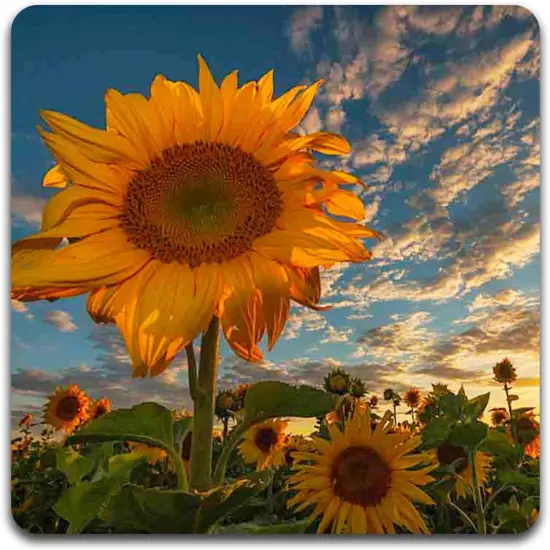 Sunflowers Square Coaster Set {3}