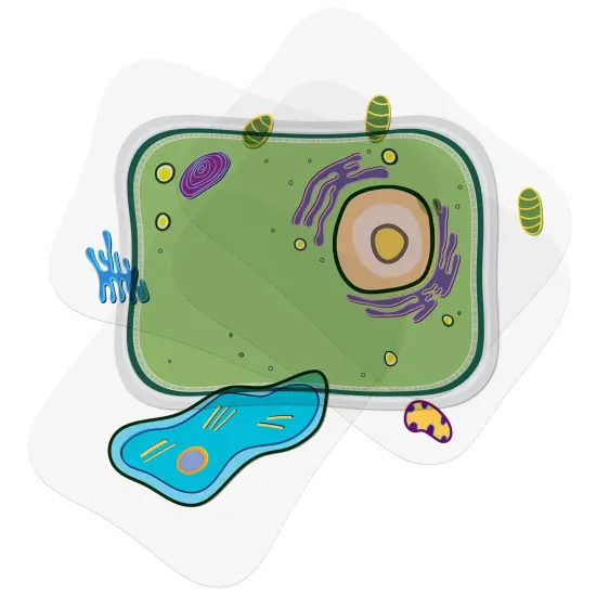 See-Through Plant Cell Builder {1}