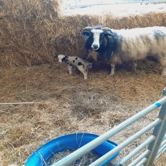 Felting Kit - Jacob Sheep Needle Felt Kit {6}