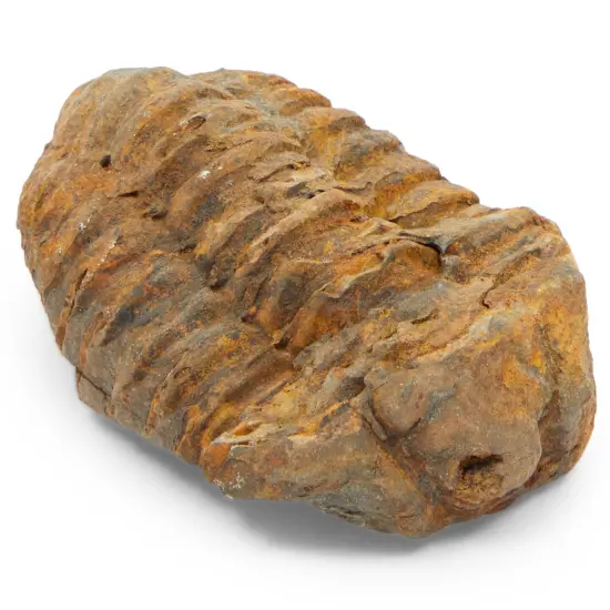 Dinosaur Bone Replica Dig Site Kit with Educational Cards for Kids (15 Species) Brown {7}