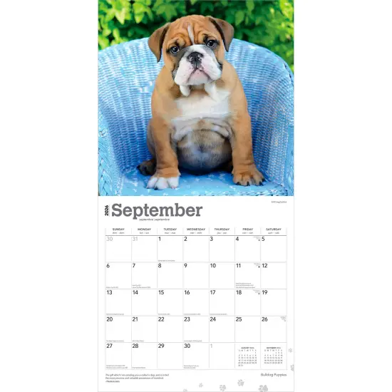 Bulldog Puppies | 2026 12 x 24 Inch (Hanging) Monthly Square Wall Calendar | Plastic-Free {4}