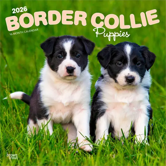 Border Collie Puppies | 2026 12 x 24 Inch (Hanging) Monthly Square Wall Calendar | Plastic-Free {1}