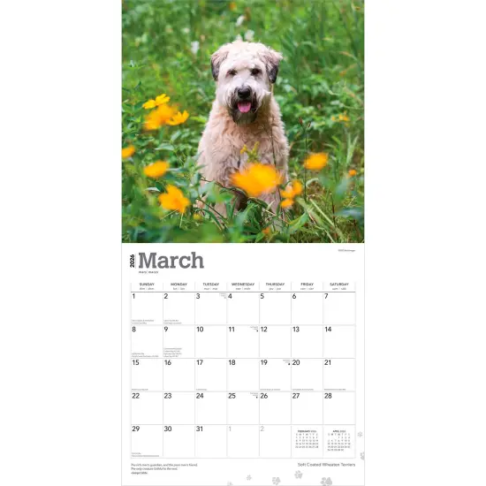 Soft Coated Wheaten Terriers | 2026 12 x 24 Inch (Hanging) Monthly Square Wall Calendar | Plastic-Free {3}