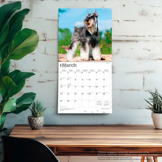 Miniature Schnauzers | 2026 12 x 24 Inch (Hanging) Monthly Square Wall Calendar | Plastic-Free {5}