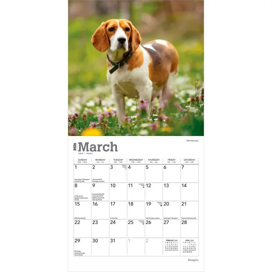 Beagles | 2026 7 x 14 Inch (Hanging) Monthly Mini Wall Calendar {3}
