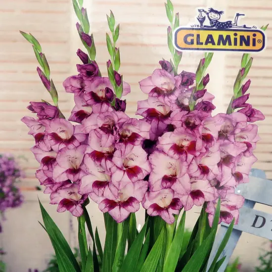 Tina Glamini Gladiolus 10 Bulbs - 10/12 cm - Soft lavender {1}