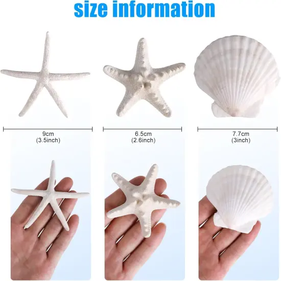 24 PCS Natural Starfish 2-4" and Scallop Shell {2}