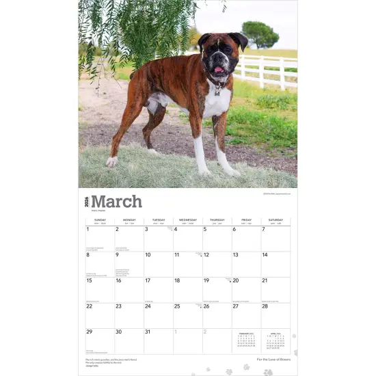 For the Love of Boxers | 2026 14 x 24 Inch (Hanging) Monthly Deluxe Wall Calendar | Foil Stamped Cover | Plastic-Free {3}