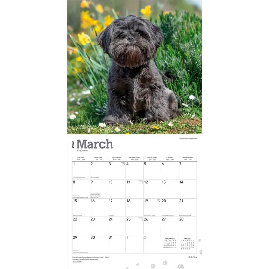 Shih Tzu | 2026 12 x 24 Inch (Hanging) Monthly Square Wall Calendar | Plastic-Free {3}