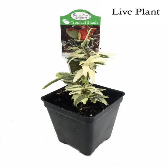 Mini Easter English Ivy - 2.5" Pot - Terrarium/Fairy Garden/House Plant {2}