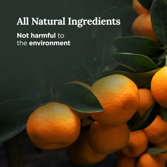 Magnificent 101 Long Lasting Flower Tin Candles with AZAHAR Orange Blossom Scented | 6 Oz - 35 Hour Burn | Made of Natural Soy Wax for Manifestation, Purification & House Energy Cleansing Multicolor {3}