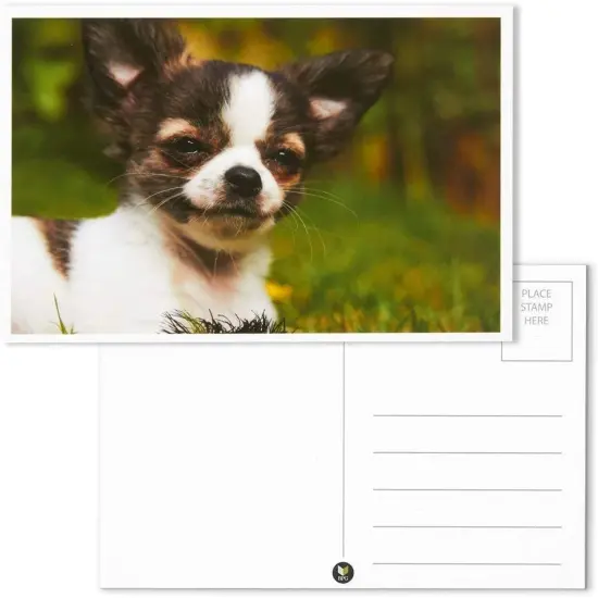 40 Pack Puppy Dog Postcards Bulk Set - All Occasion Assorted Blank Post Cards Greeting Bulk Box Set - 4 x 6 Inches {5}