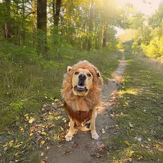 King of the Jungle Lion Dog Costume {4}