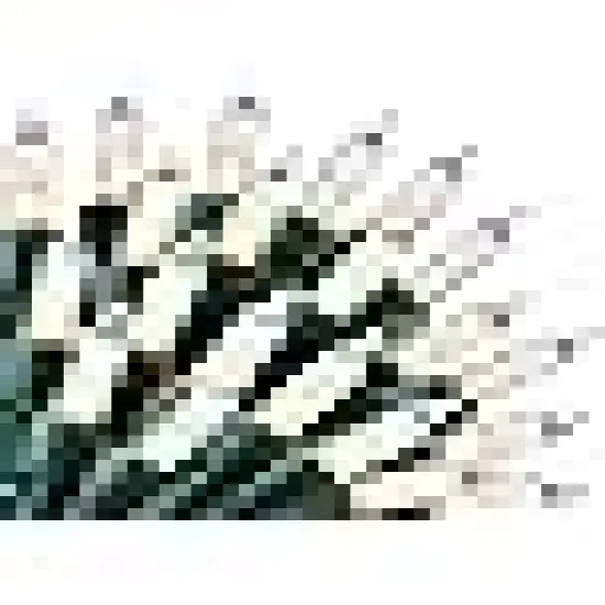 Classroom Bedroom Holiday Wedding Party Garland Birthday Festival {6}