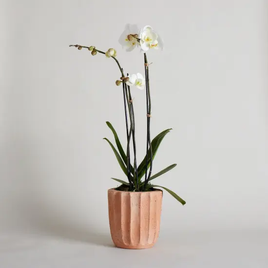 Fluted Planter | Size: Medium by Bloomist {3}