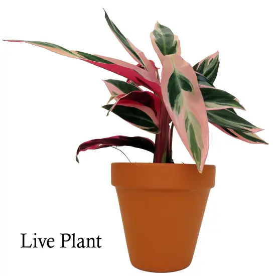 Tricolor Prayer Plant - Stromanthe triostar -4" Clay Pot - Live Plant {2}