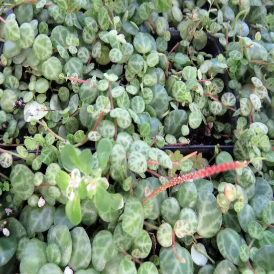 String of Hearts/Turtles/Peace Sign/Cross - Peperomia prostrata- 2.5" Pot {5}
