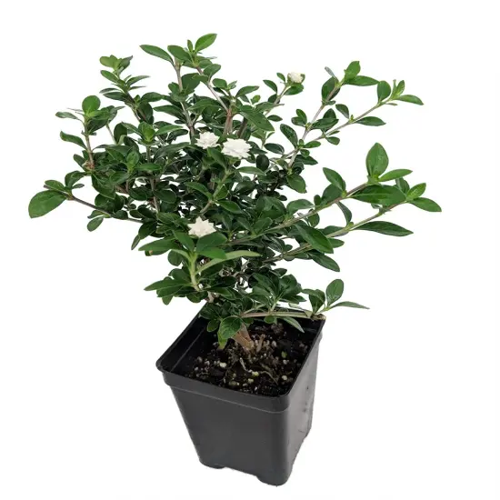 Double White Serissa Tree - 2.5" Pot - House Plant, Fairy Garden Plant, Bonsai {2}