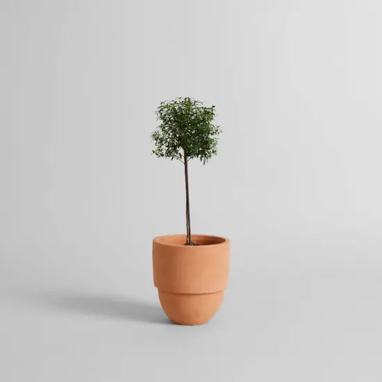 Big Cuff Planter | Size: Small by Bloomist {6}