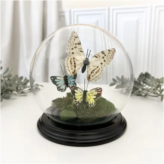 Plymor 5" x 6" Glass Display Dome Globe Cloche (Black Wood Veneer Base) {3}