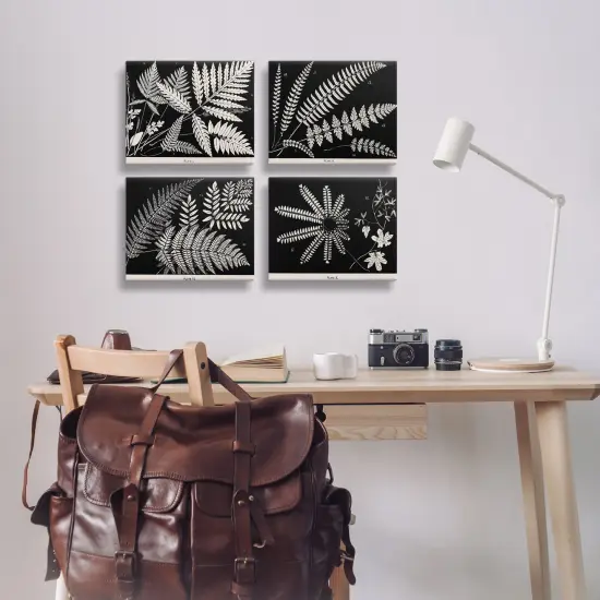 Stupell Industries Ferns Studies with Stark Contrast 4pc Canvas Set Design by Phillipa Katz {2}