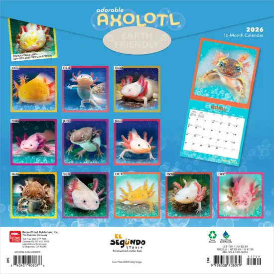 Adorable Axolotl | 2026 12 x 24 Inch (Hanging) Monthly Square Wall Calendar | Plastic-Free {2}