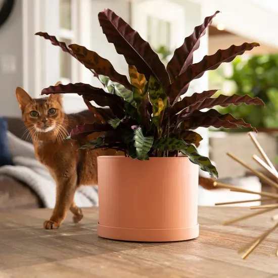 Bloem Mathers Planter w/ Saucer Tray8" Muted Terra Cotta {7}