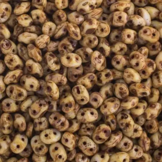 Matubo 2-Hole Czech Glass Travertine Dark Superduo Beads, 100g Chalk White {1}