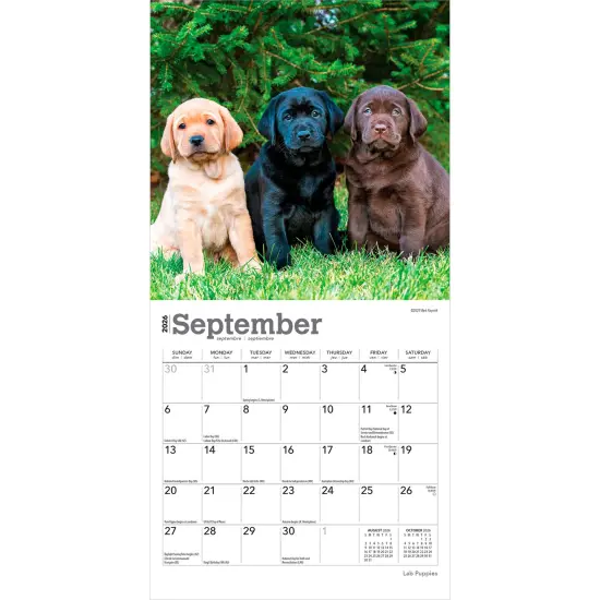 Lab Puppies | 2026 7 x 14 Inch (Hanging) Monthly Mini Wall Calendar {4}