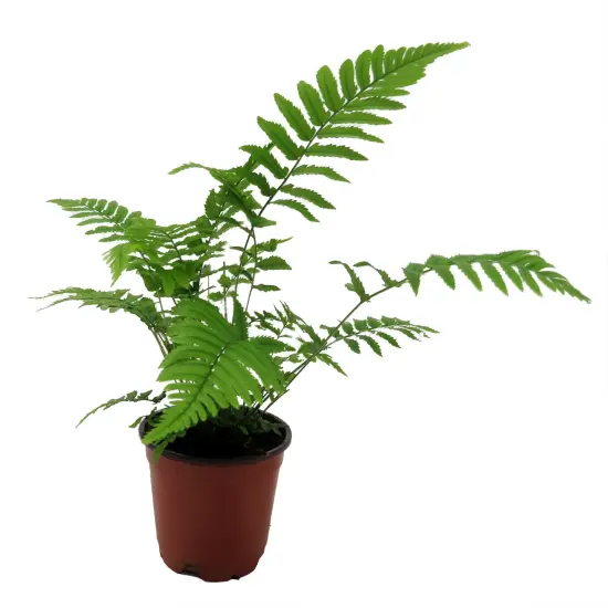 Shaggy Shield Fern -Dryopteris cycadina- Indoors or Out - 4" Pot {1}