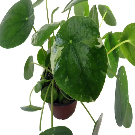 Variegated Pilea Peperomioides- White Splash- 4" Pot {5}
