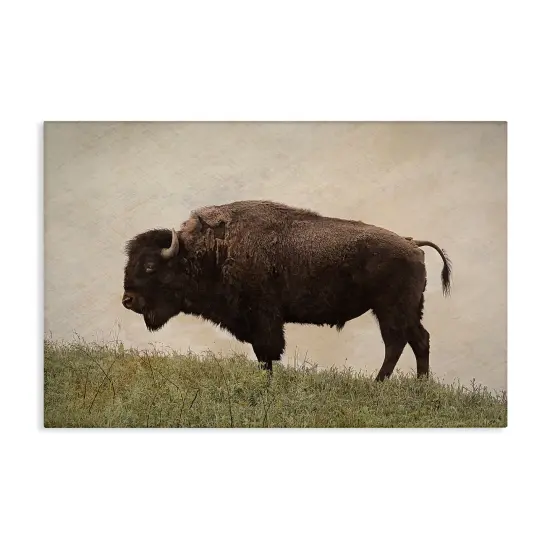 Stupell Industries Serene Buffalo on Country Hill Canvas Design by Steve Toole {1}