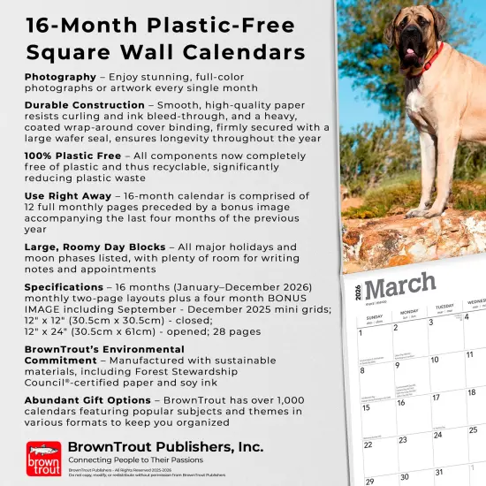 Mastiffs | 2026 12 x 24 Inch (Hanging) Monthly Square Wall Calendar | Plastic-Free {6}