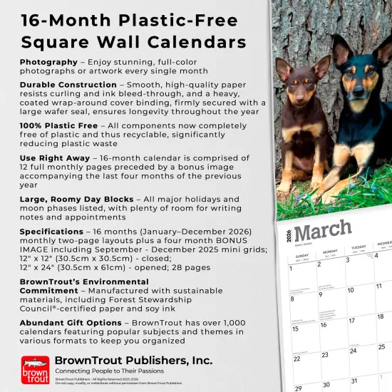 Australian Kelpies | 2026 12 x 24 Inch (Hanging) Monthly Square Wall Calendar | Plastic-Free {6}