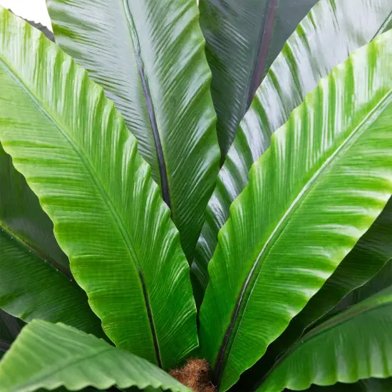 Northlight Two-Tone Bird Nest Fern Artificial Potted Plant - 22" - Green and Brown {6}