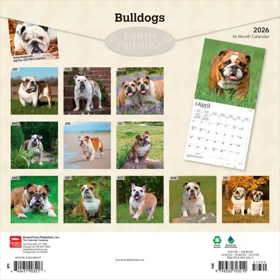 Bulldogs | 2026 12 x 24 Inch (Hanging) Monthly Square Wall Calendar | Plastic-Free {2}