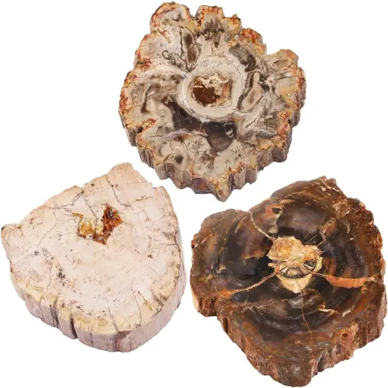 Natural Irregular Petrified Wood Stones Coaster {2}