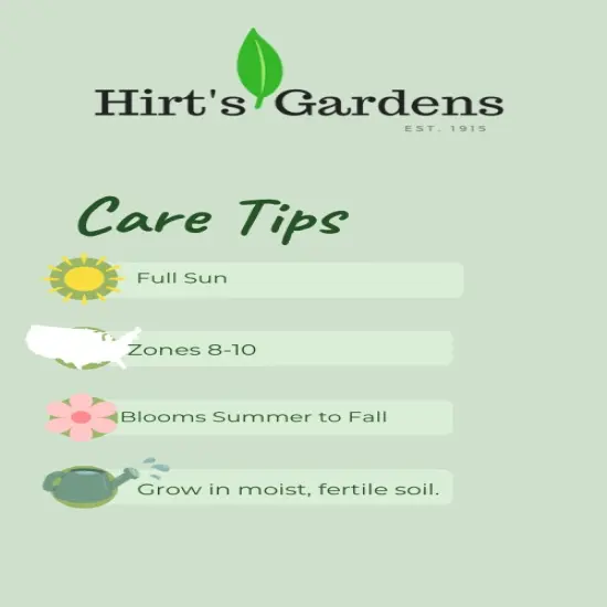 Ferncliff Illusion Dinnerplate Cacti Dahlia - 2 Root Clumps {3}