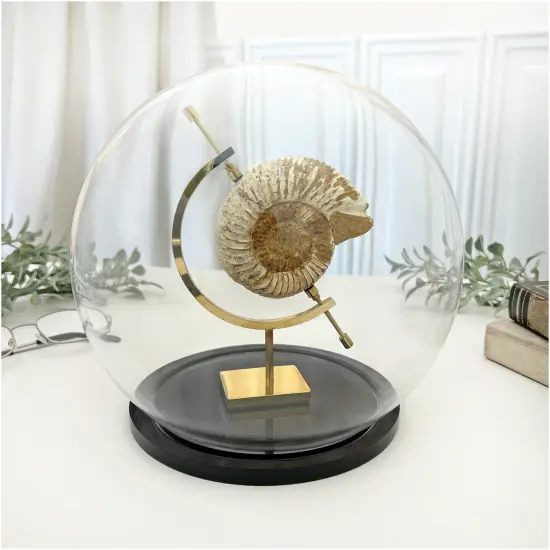 Plymor 7.5" x 8.5" Glass Display Dome Globe Cloche (Black Acrylic Base) {3}