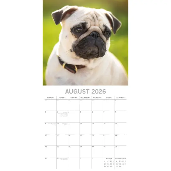 The Gifted Stationary 2026 Square Wall Calendar, Pugs, 16-Month Animals Theme Hanging Calendar with 180 Reminder Stickers, Month Planner for Home, or Creative Spaces, 12x12 In Multicolor {3}