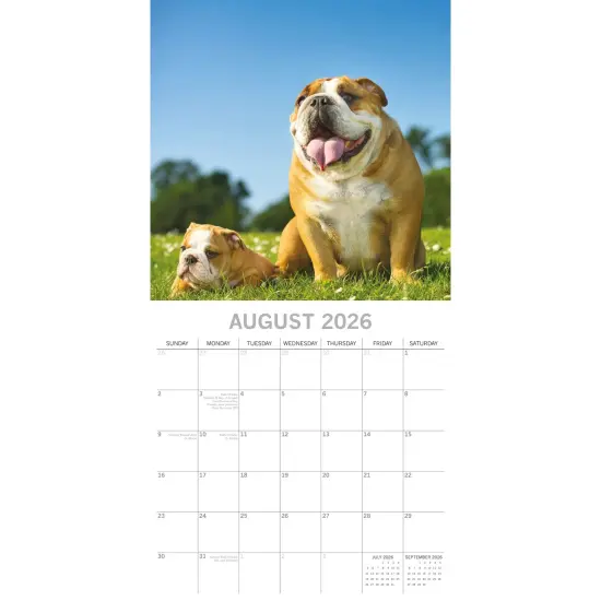 The Gifted Stationary 2026 Square Wall Calendar, Bulldogs, 16-Month Animals Theme Hanging Calendar with 180 Reminder Stickers, Month Planner for Home, or Creative Spaces, 12x12 In Multicolor {3}