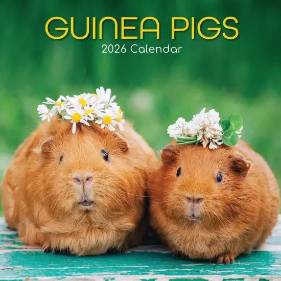The Gifted Stationary 2026 Square Wall Calendar, Guinea Pigs, 16-Month Animals Theme Hanging Calendar with 180 Reminder Stickers, Month Planner for Home or Creative Spaces, 12x12 In Multicolor {1}