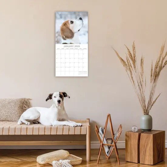 The Gifted Stationary 2026 Square Wall Calendar, Beagles, 16-Month Animals Theme Hanging Calendar with 180 Reminder Stickers, Month Planner for Home, or Creative Spaces, 12x12 In Multicolor {2}