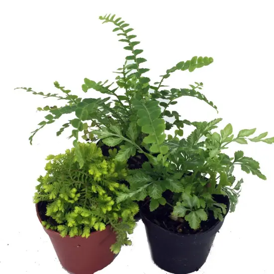 Mini Ferns for Terrariums/Fairy Garden - 3 Different Plants-2" Pots {3}
