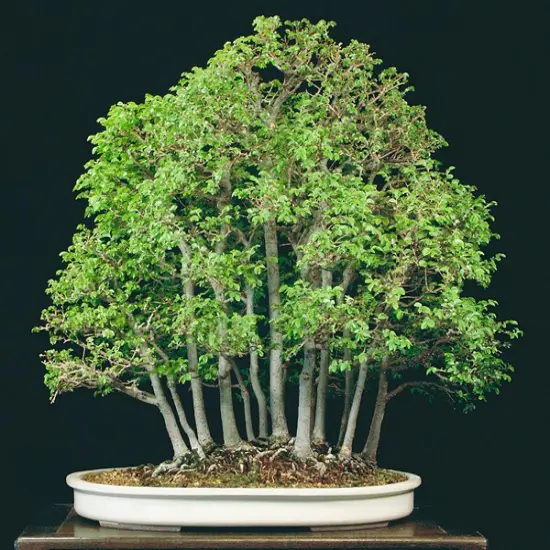 Seiju Dwarf Chinese Elm - Ulmus parvifolia - 2.5" Pot - Fairy Garden/Bonsai {5}